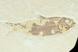 Three Knightia Fossil Fish - Wyoming #85502-1